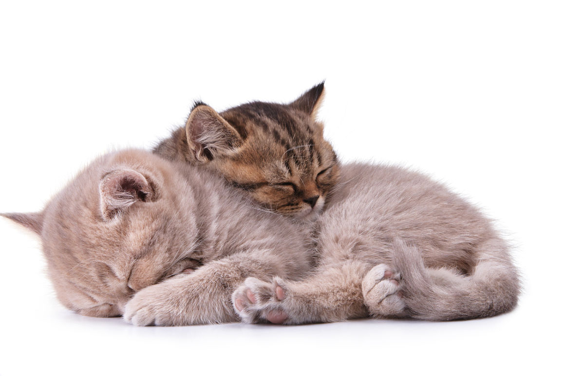 due-gatti-in-casa-2.jpg