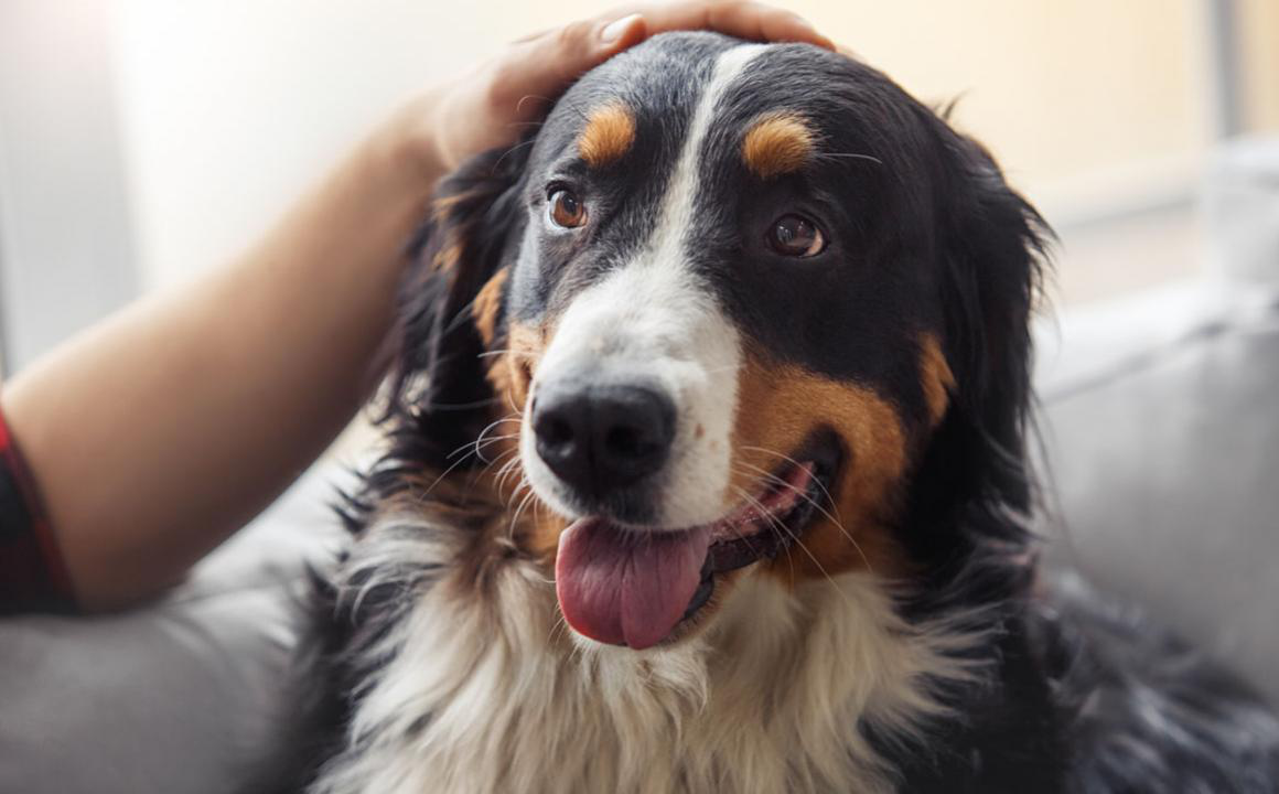 &iquest;D&oacute;nde acariciar a un perro?