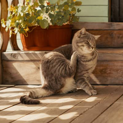 PARVOVIROSI FELINA: SINTOMI, FONTI DI CONTAGIO, CURE
