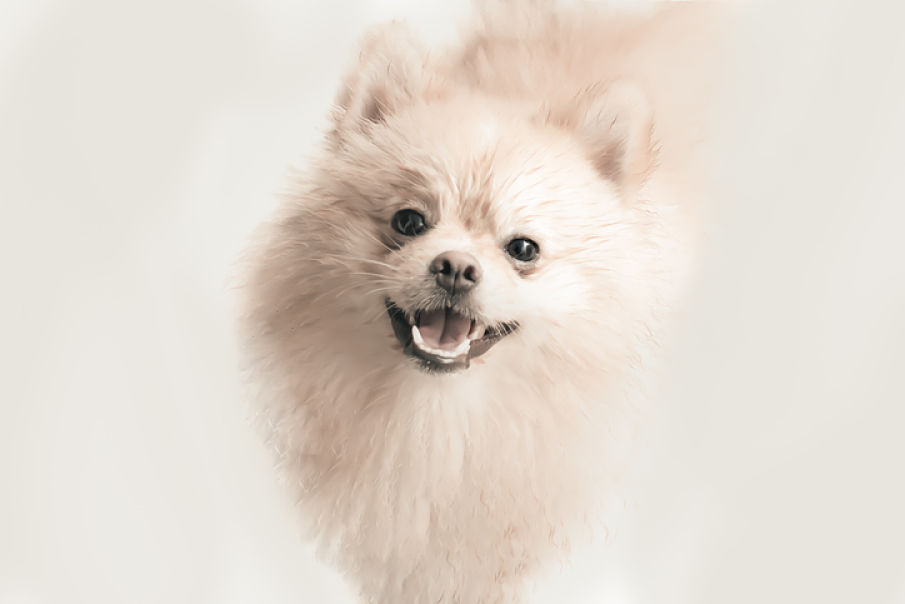 hoquet-chien-2.jpg