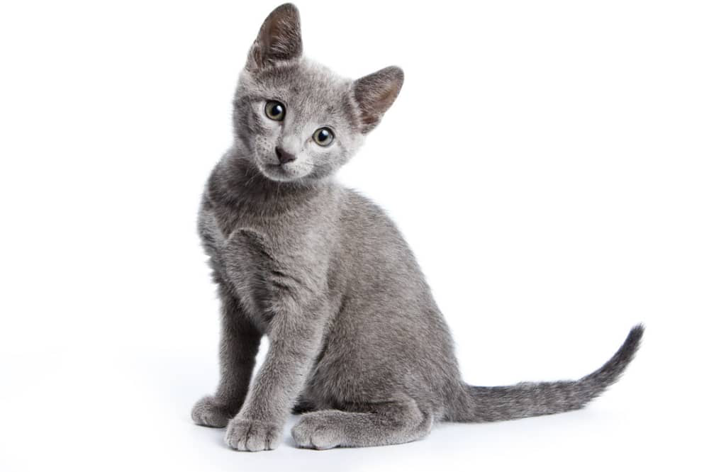 dişi-kedi-kızgınlık-d&ouml;neminde-kısırlaştırılır-mı-003.jpg