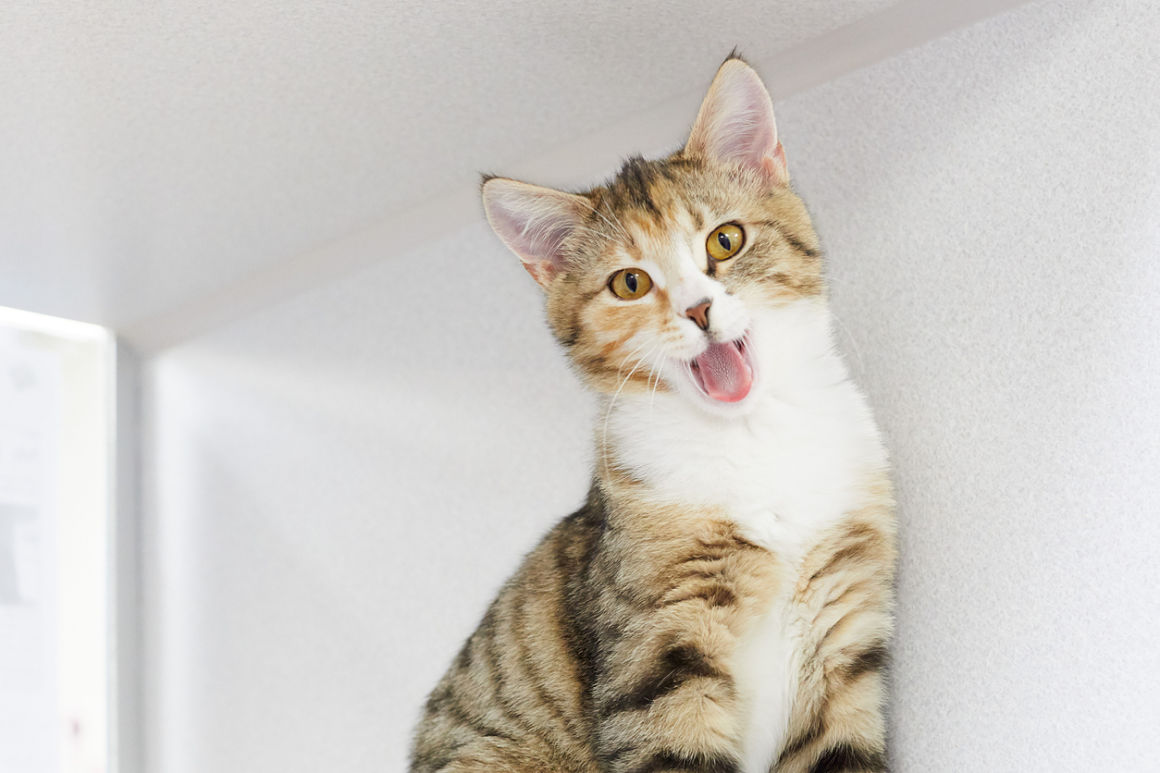 chat-bouche-ouverte-2.jpg