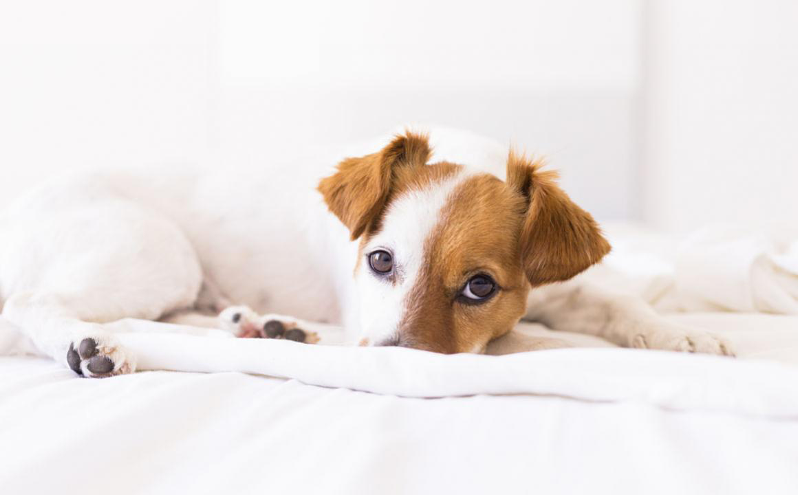 Les parasites chez les chiots les plus courants et leurs risques