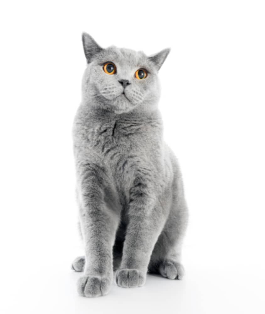 pienso-gatos-diarrea-002.jpg
