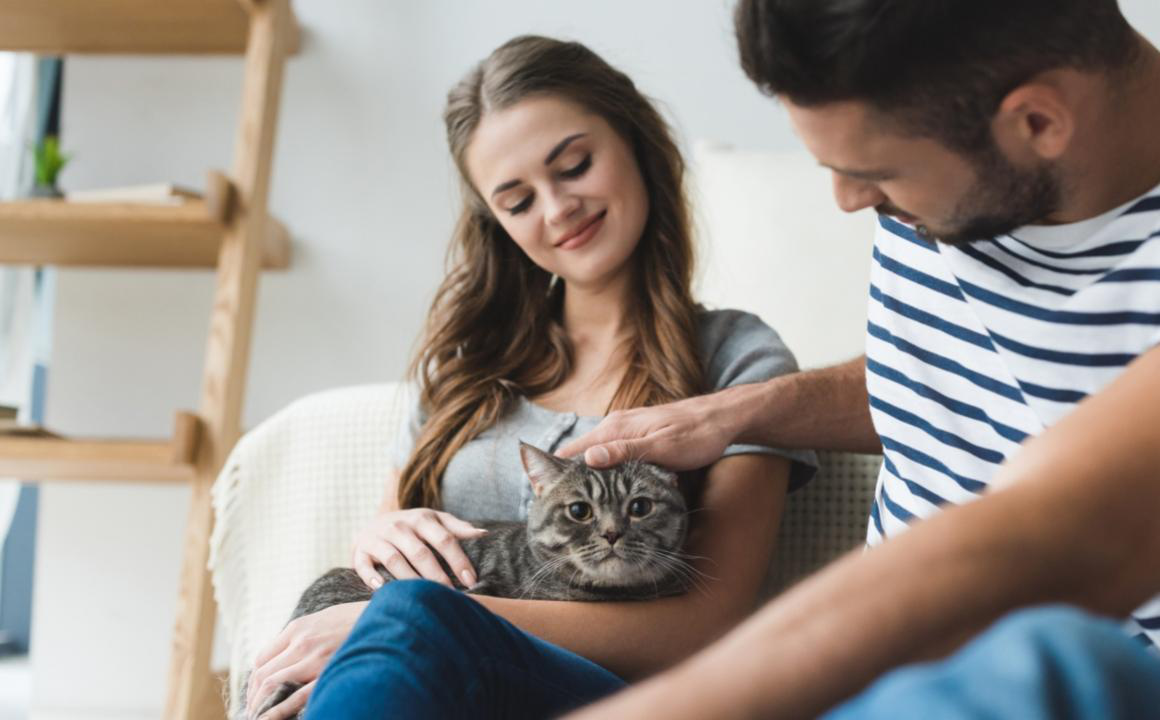 Sympt&ocirc;mes d&rsquo;un chat stress&eacute; : comment le d&eacute;tecter et le traiter ?