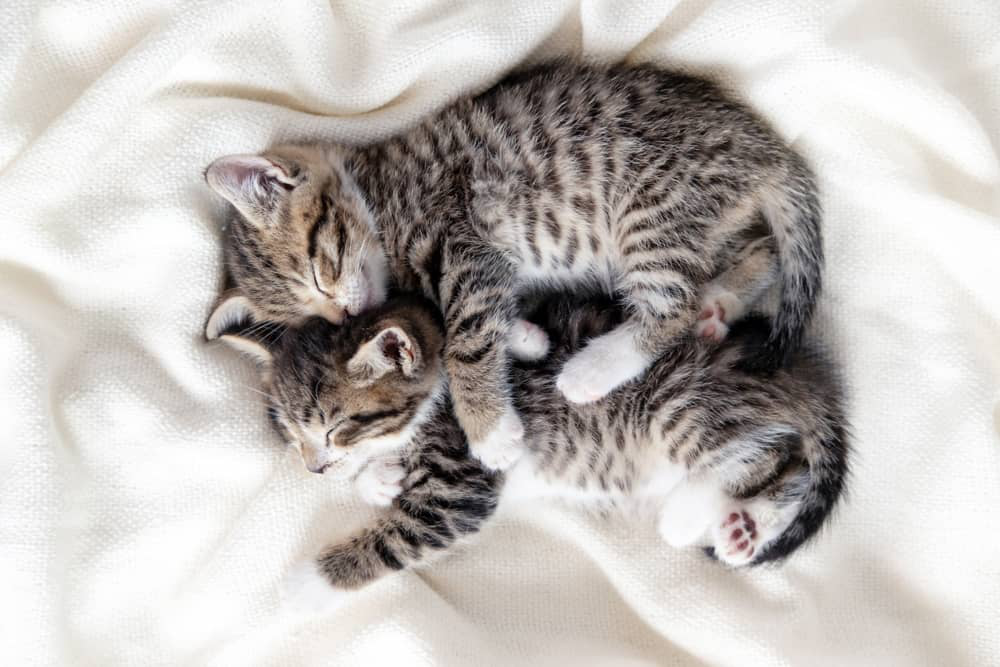 mi-gatito-duerme-mucho-tanto.jpg