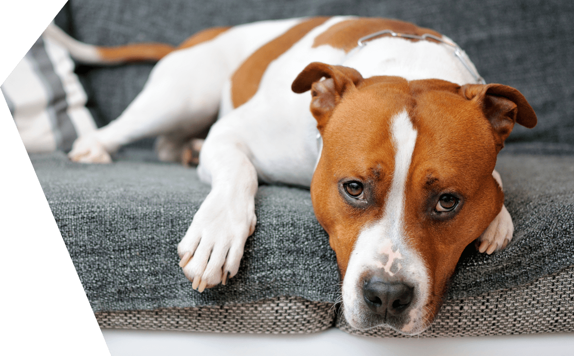 Is your dog from a breed that is considered to be potentially dangerous?