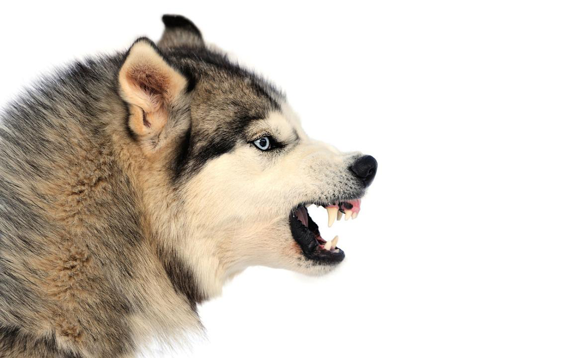 O meu c&atilde;o &eacute; agressivo: O que fazer?