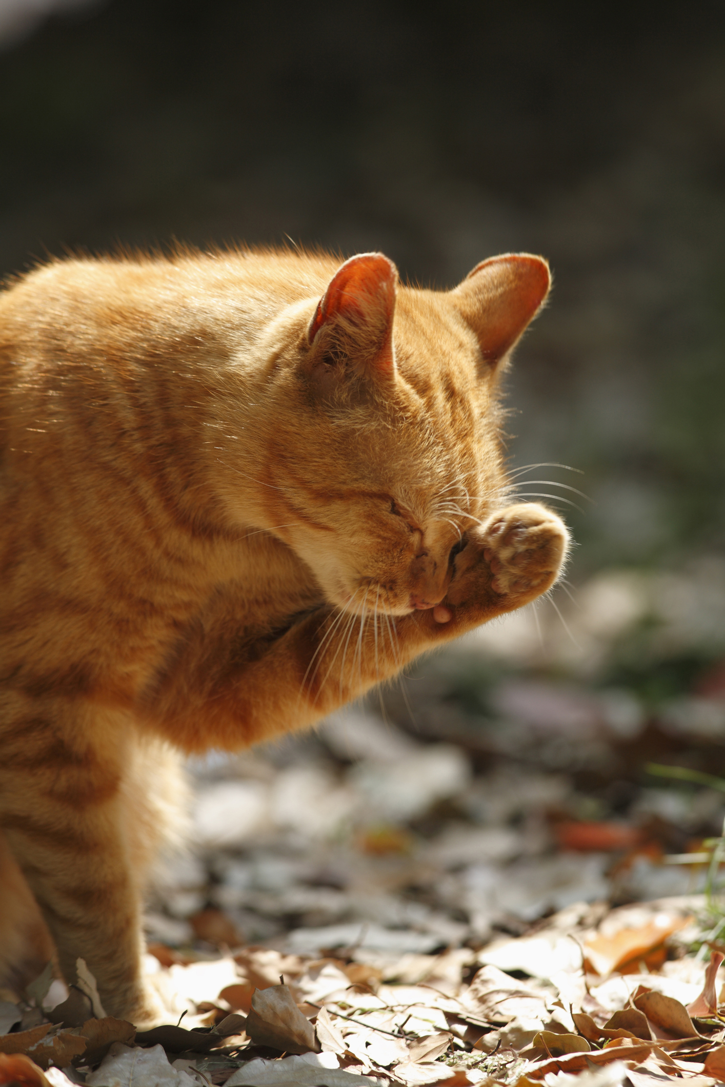 alergia gatos_2.jpg