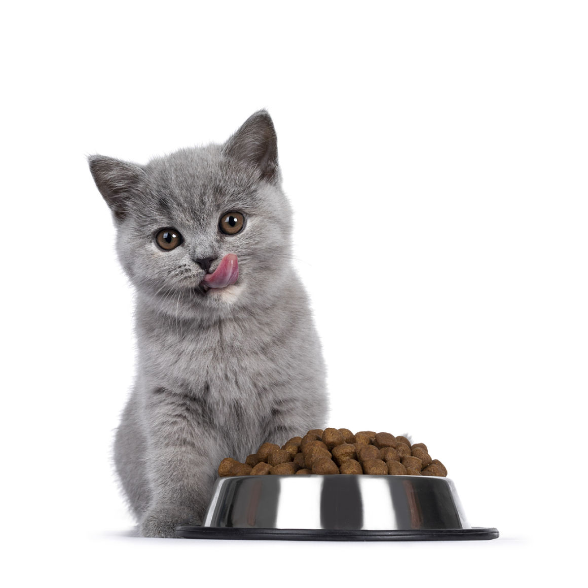 quanto-deve-mangiare-un-gattino-2.jpg