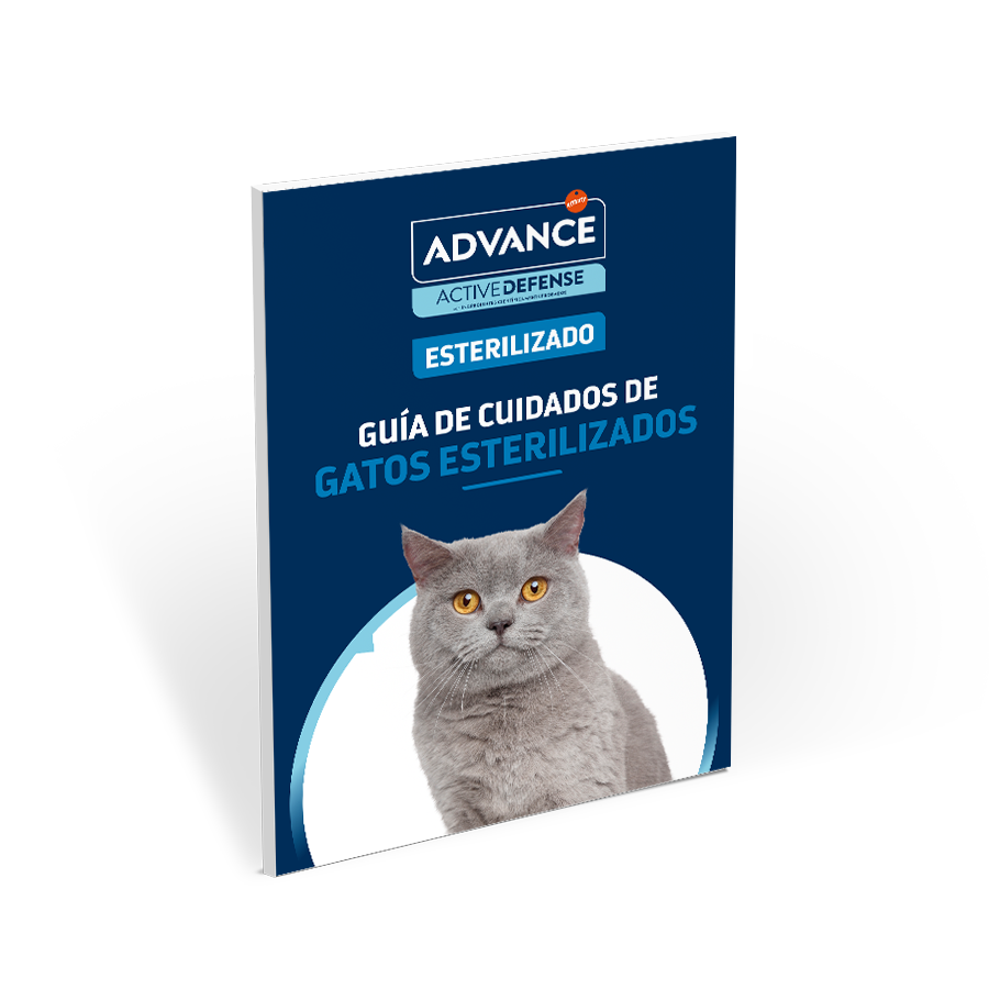 Gu&iacute;a Gato esterilizado miniatura.png