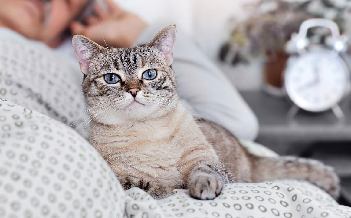 Perch&eacute; il gatto dorme con me?