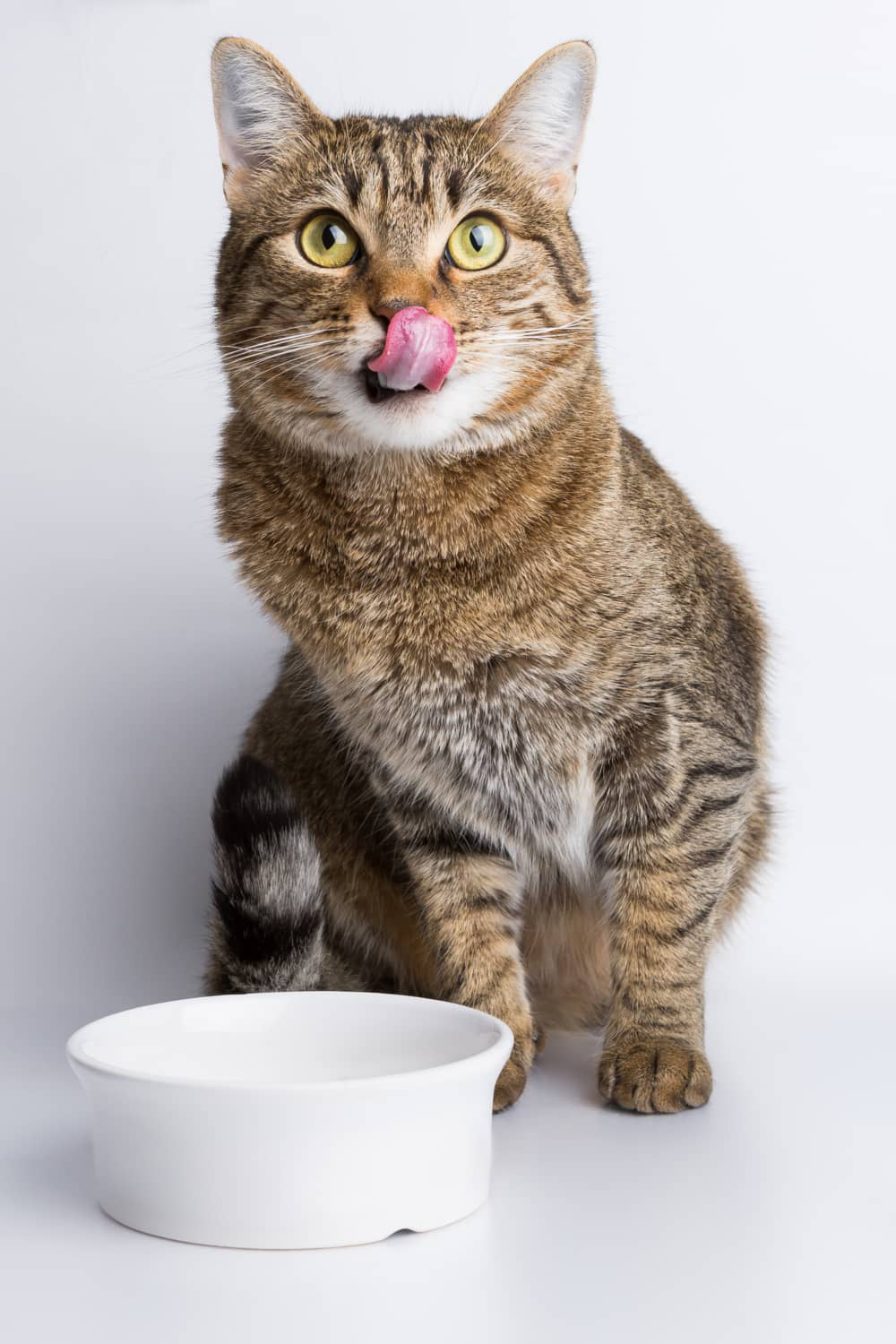 alimentos-prohibidos-para-gatos-003.jpg