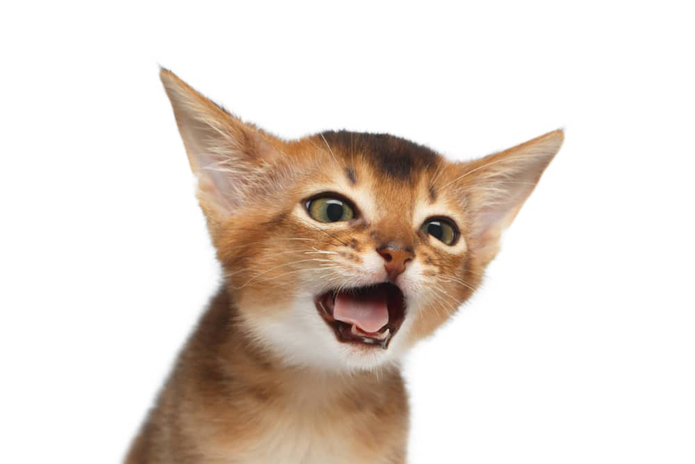 tos-en-gatos-02.jpg