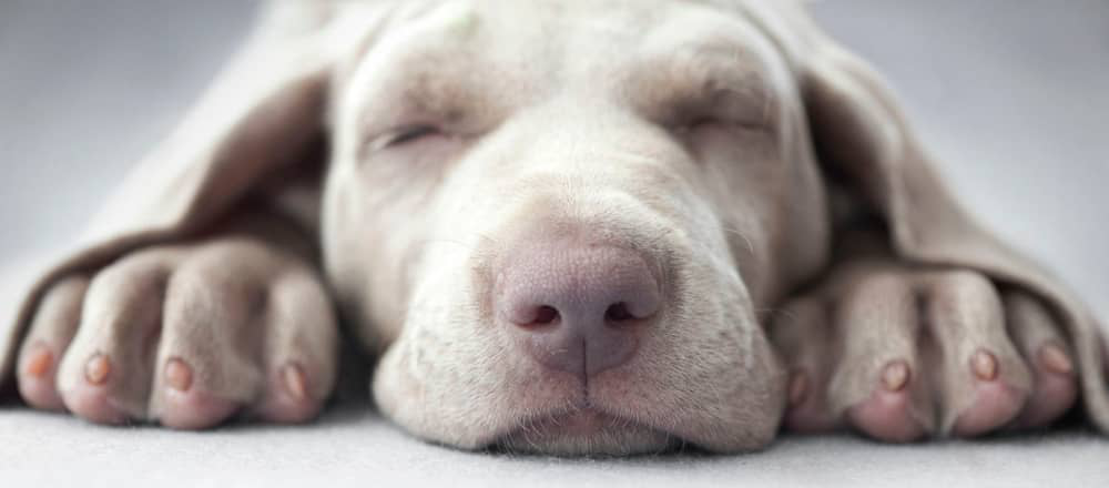 k&ouml;pekte-burun-akıntısı-003.jpg
