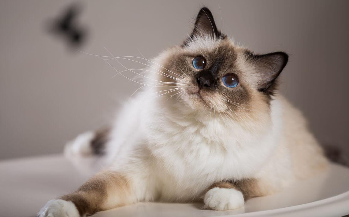 I gatti piangono?