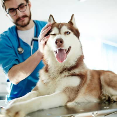 &iquest;Por qu&eacute; tiene mi perro la creatinina alta en su an&aacute;lisis de sangre?