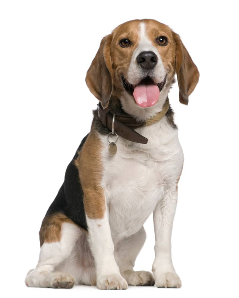 perro-saca-mucho-lengua-002.jpg