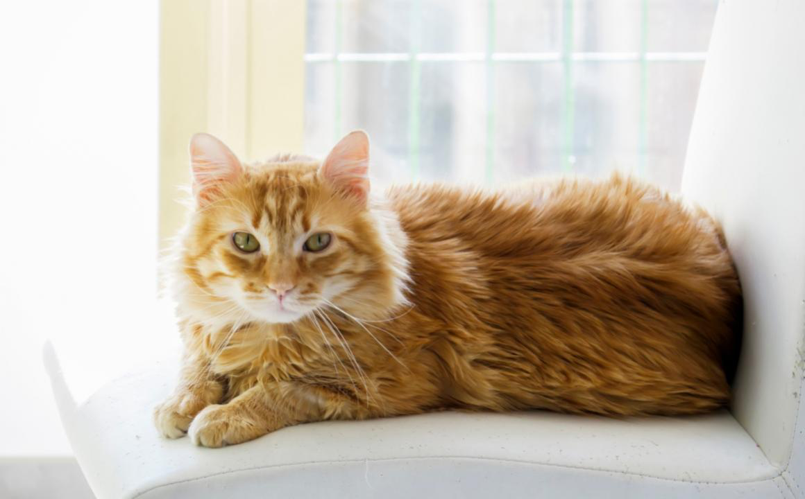 Gatos y calor: &iquest;C&oacute;mo protegerlos?