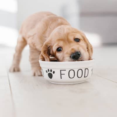 &iquest;Cu&aacute;ndo cambiar el pienso de cachorro a adulto?