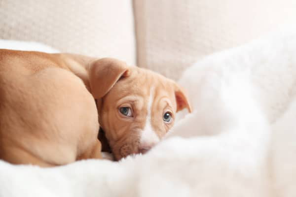K&Ouml;PEĞİM NEDEN TİTRİYOR?&nbsp;SEBEPLER