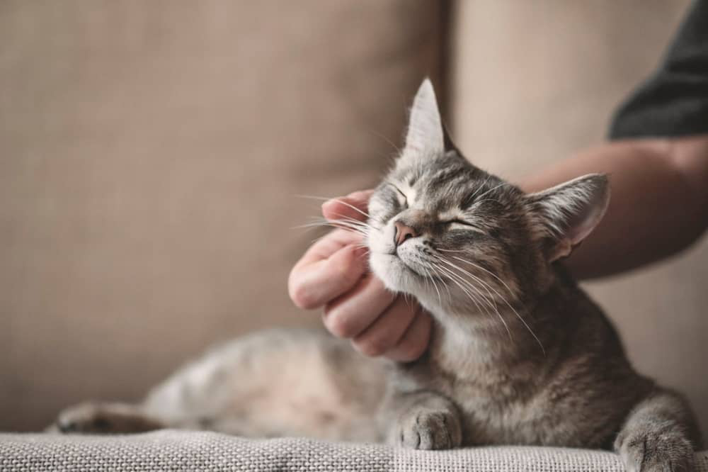 Come-rilassare-gatto-002.jpg