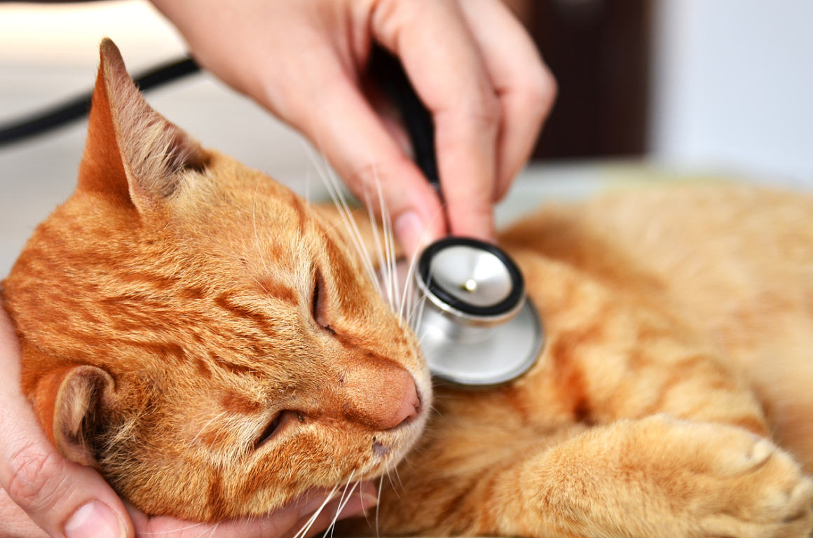 paracetamol-chat-2.jpg