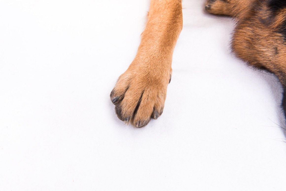 almohadillas_perros_levantadas_2.jpg