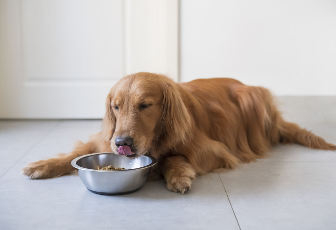 pienso-gastrointestinal-2.jpg