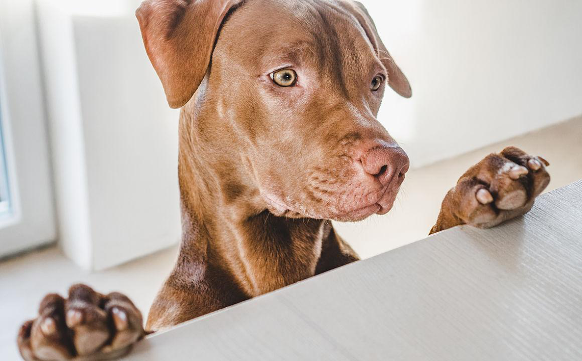 &iquest;Qu&eacute; pasa si mi perro ha comido chocolate?