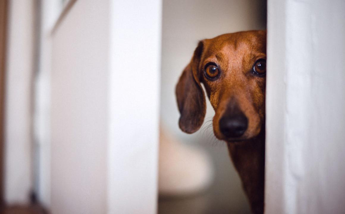 Como saber si mi perro esta asustado y que hacer