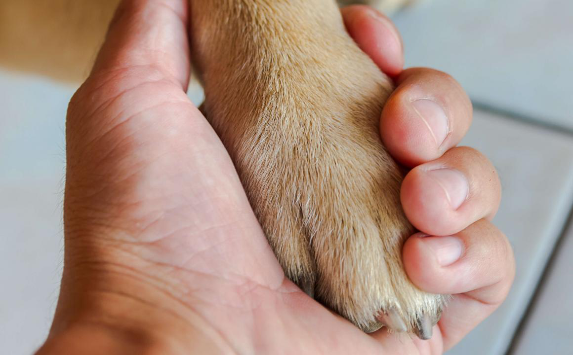 Perros de terapia