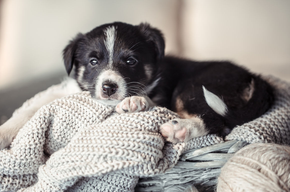covid-19-chiot-2.jpg