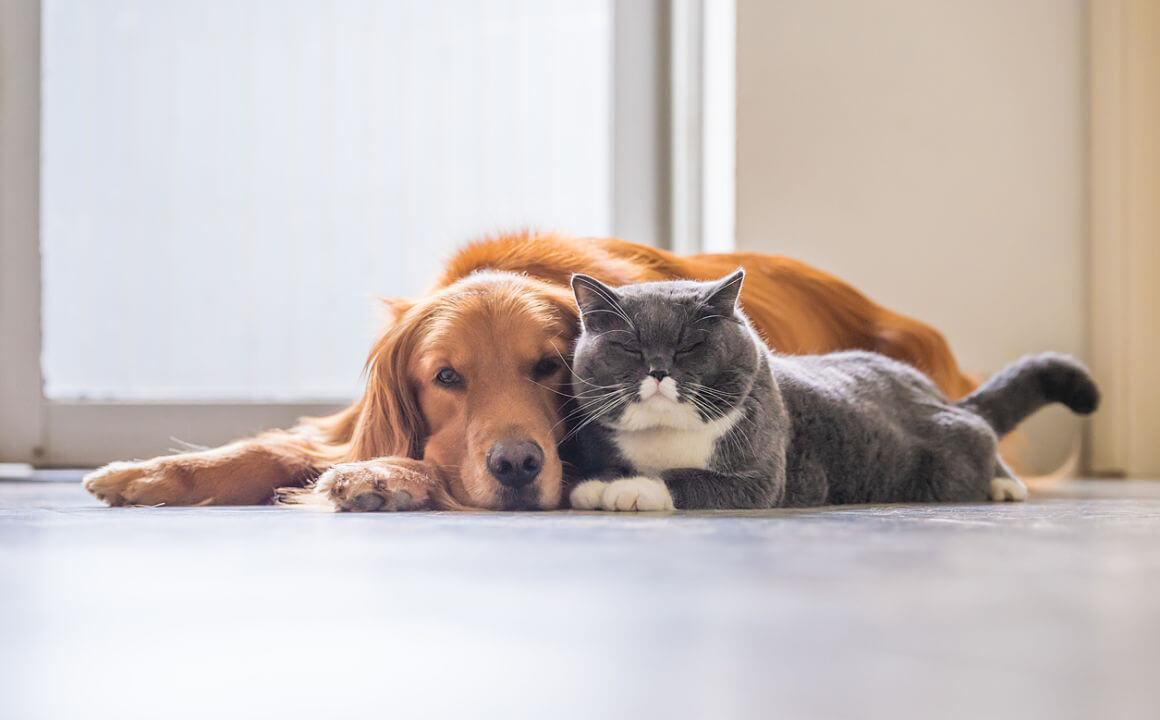 Cani e gatti insieme: consigli per una buona convivenza