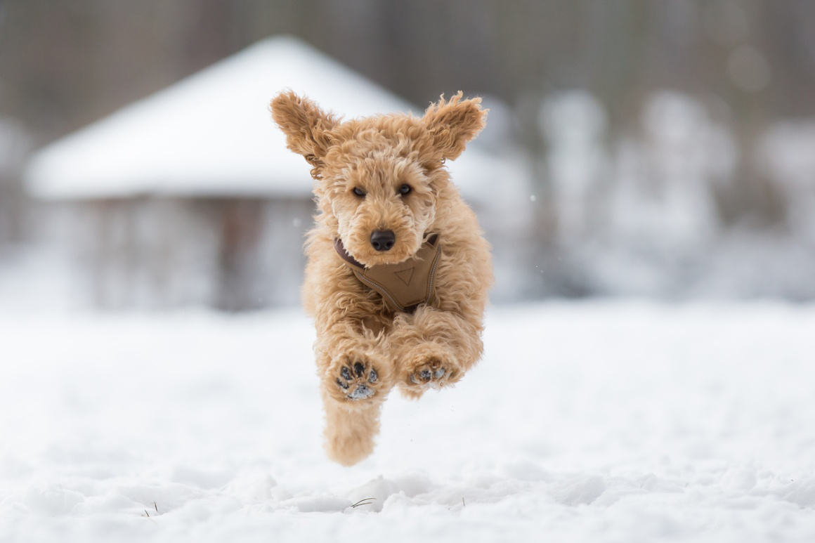chien-dans-la-neige-2.jpg
