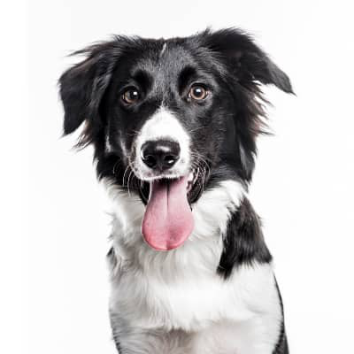 &iquest;Por qu&eacute; mi perro jadea mucho?