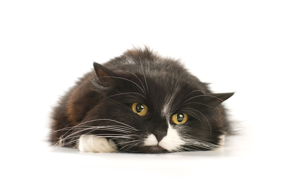 anisocoria-gatos-2.jpg