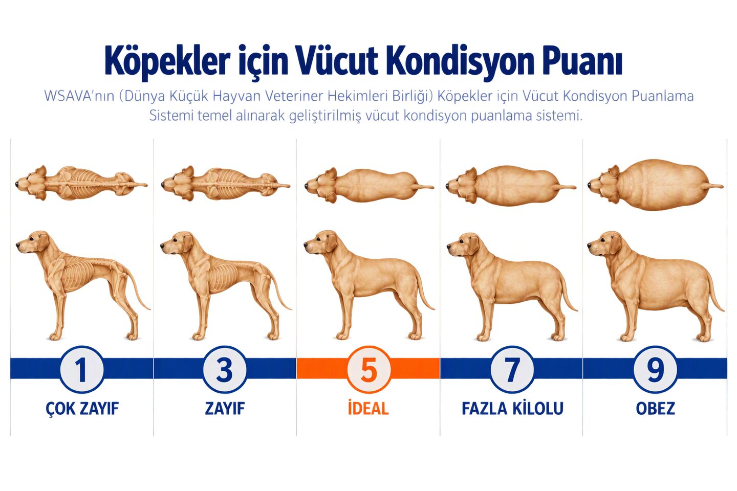 puntuaci&oacute;n de condici&oacute;n corporal para perros