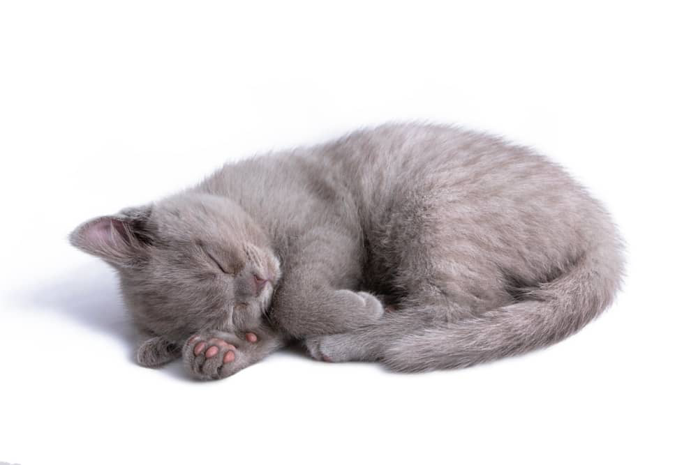 mi-gatito-duerme-mucho-fuerte.jpg