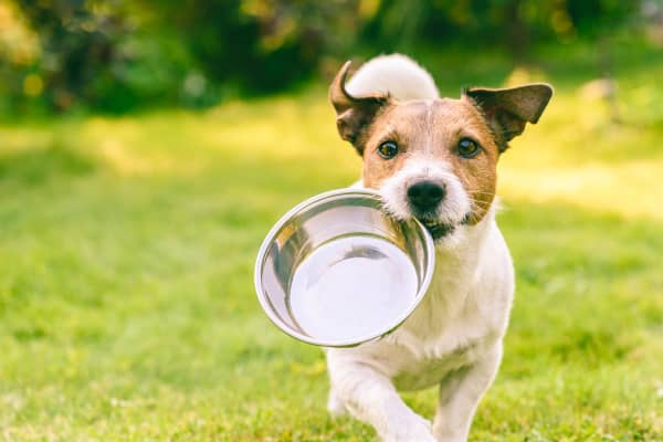 Temps de digestion chez le chien