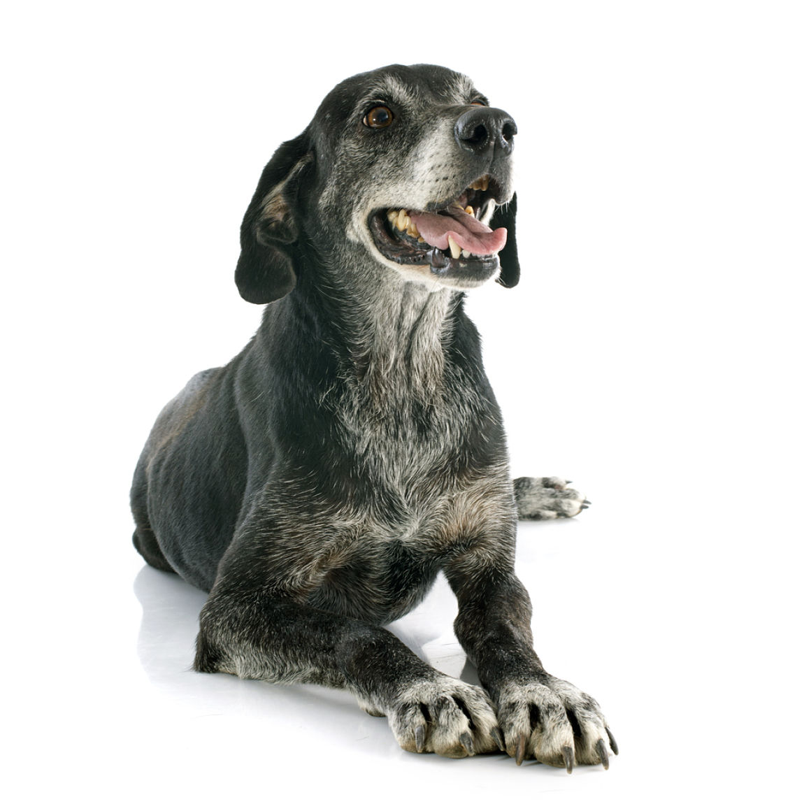 cane-anziano-2.jpg