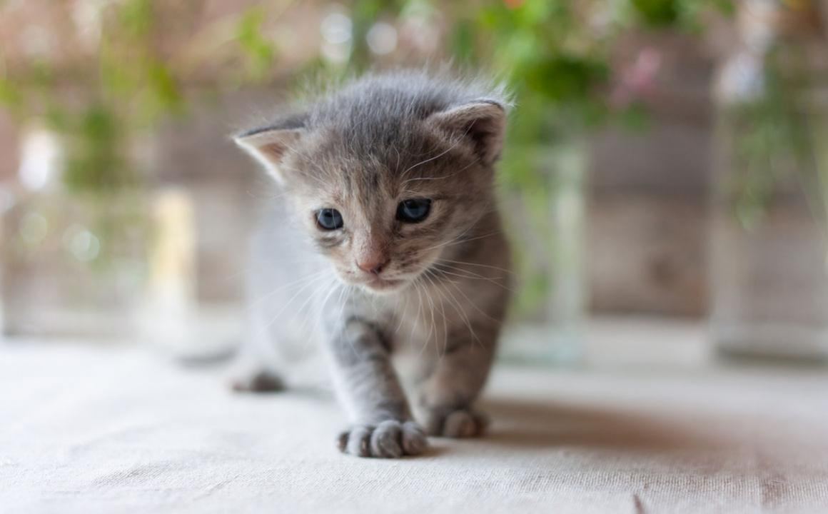 &iquest;Cu&aacute;ndo abren los ojos los gatitos?