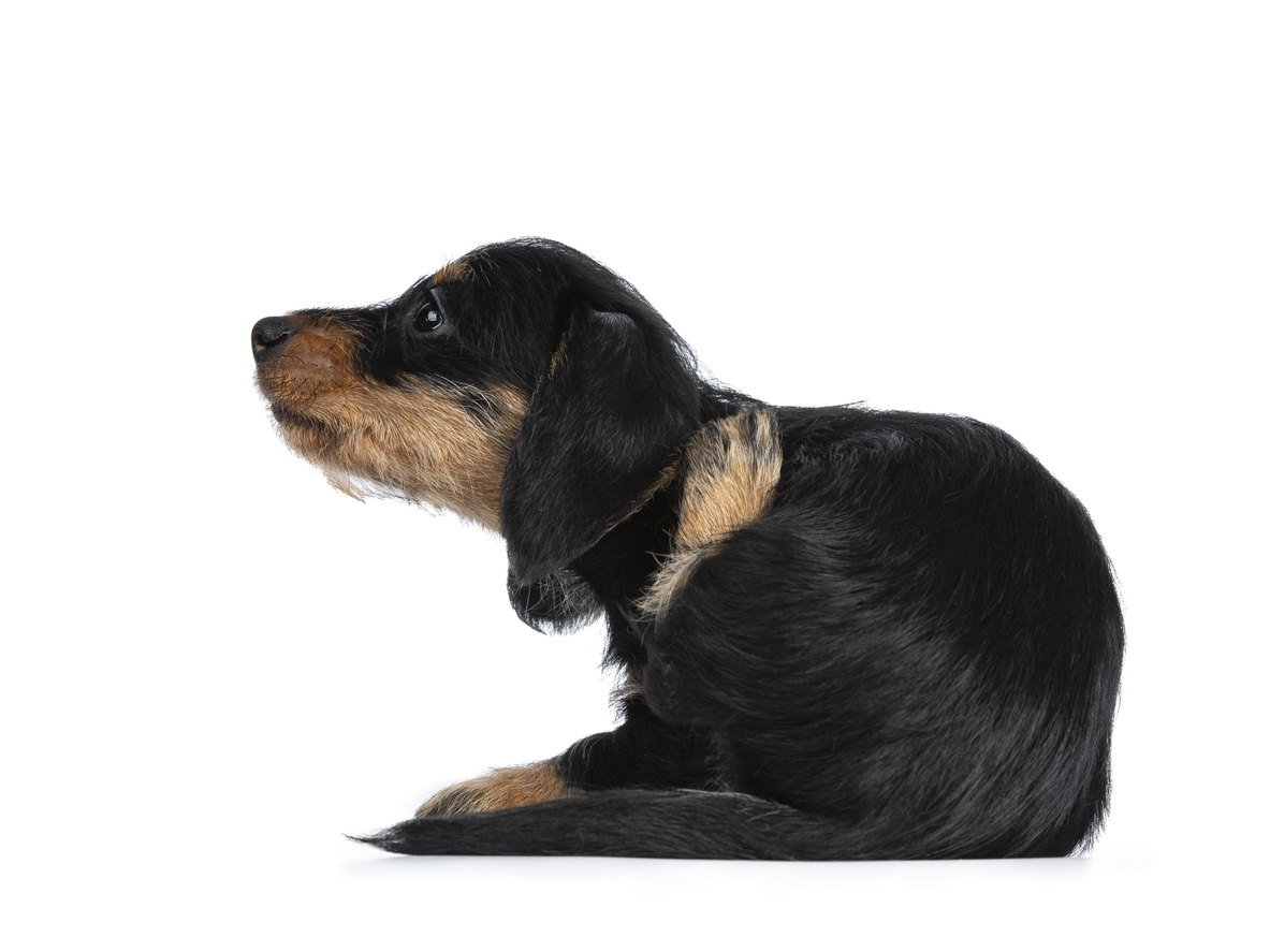 &iquest;C&oacute;mo aliviar el picor en perros?