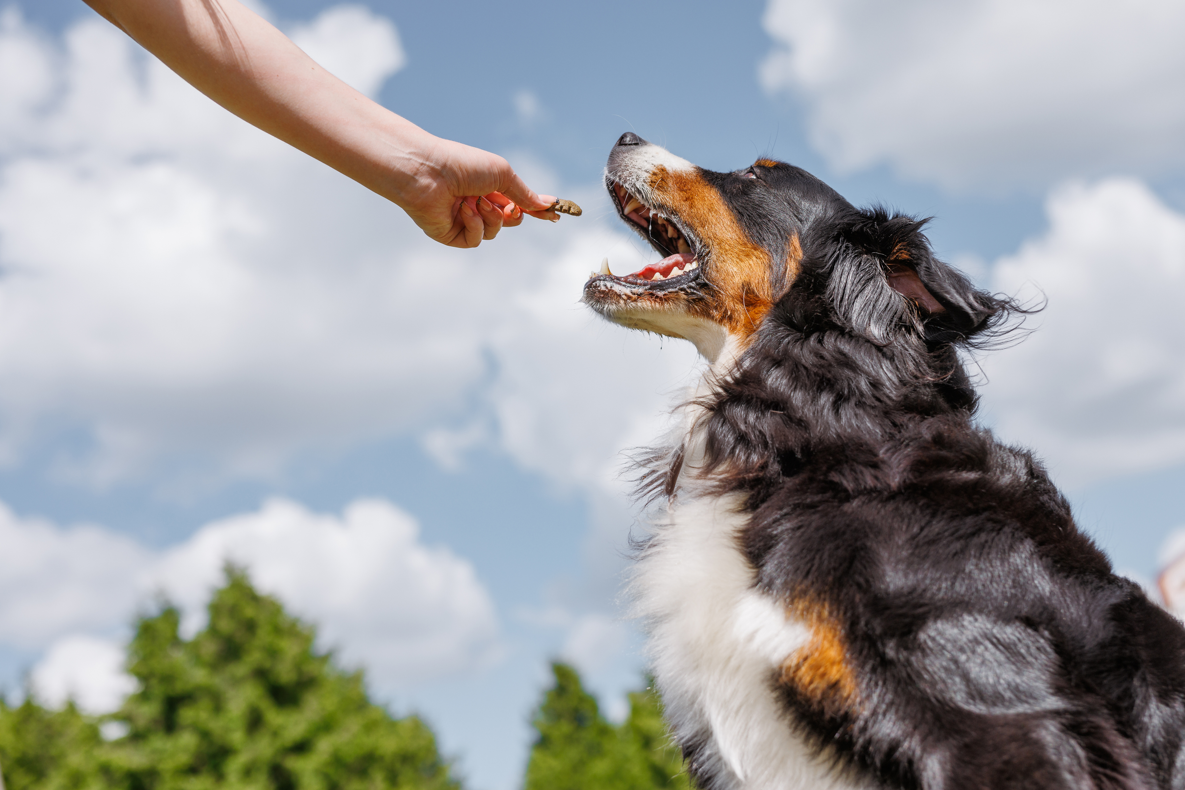 como educar a un perro adulto. jpg.jpg