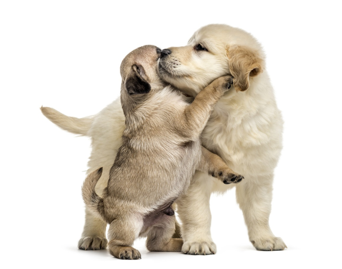 cachorro_en_casa_2.jpg