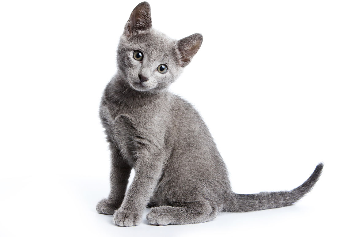 se_puede_esterilizar_una_gata_en_celo_2.jpg