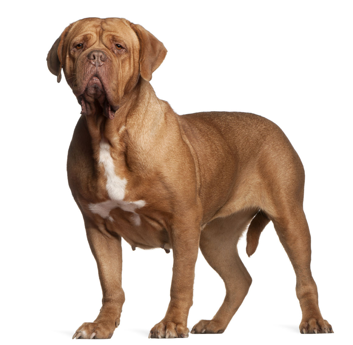 dogo-de-burdeos-2.jpg