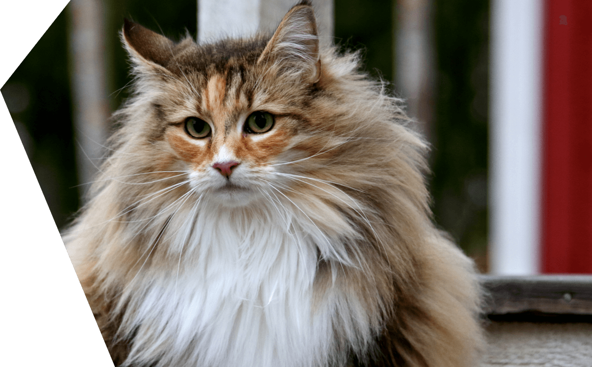 Bosque de Noruega: diferencias con Maine Coon