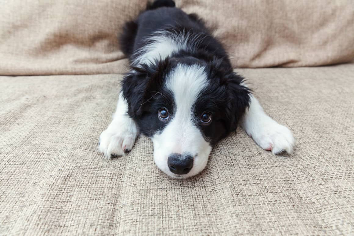 mi-cachorro-no-come-causas.jpg