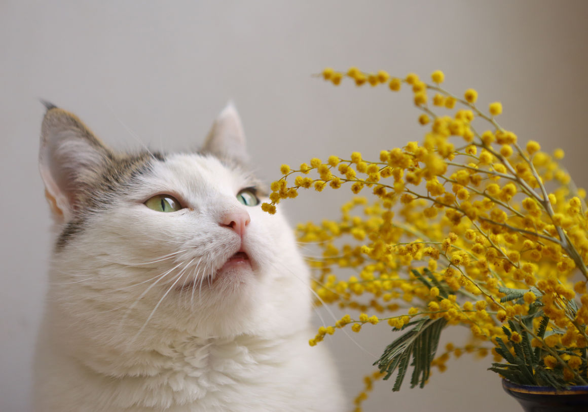 welke-planten-zijn-giftig-voor-katten-002.jpg